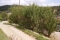 Podar arbres
